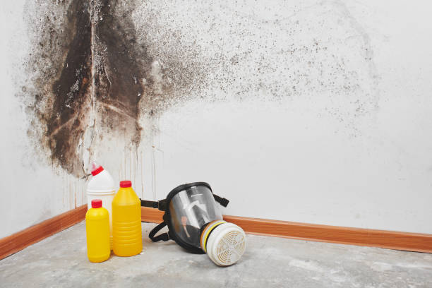 Best Commercial Mold Remediation in Algoma, WI