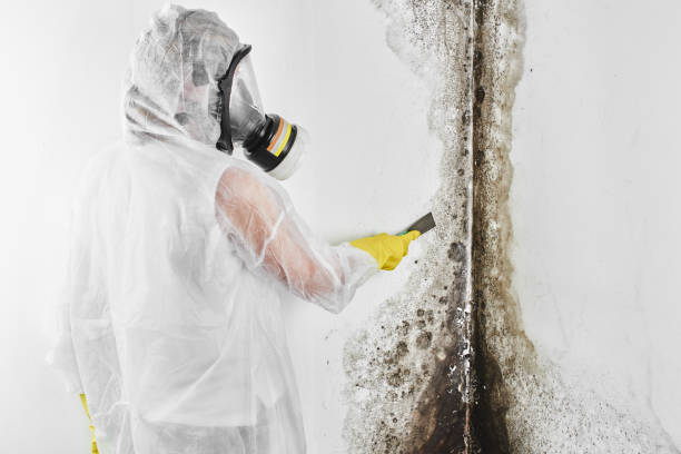 Best Residential Mold Remediation in Algoma, WI