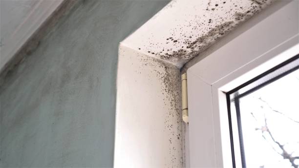 Best Black Mold Remediation in Algoma, WI