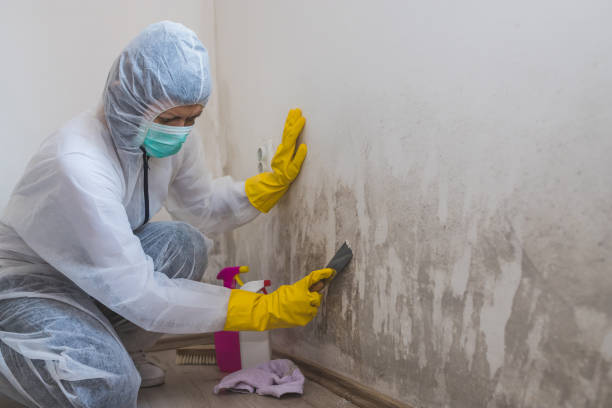 Best Health and Safety Mold Remediation in Algoma, WI