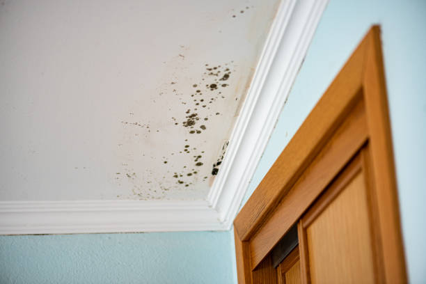 Best Attic Mold Remediation in Algoma, WI