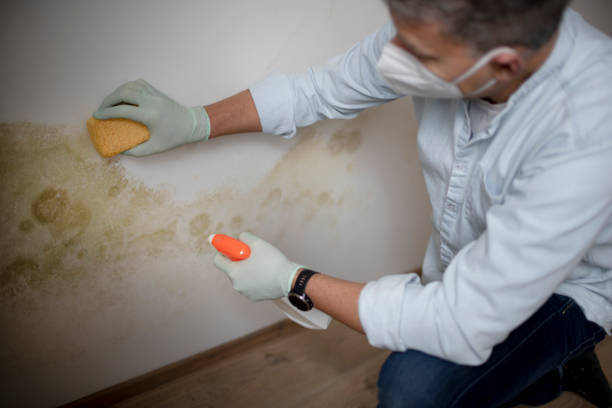 Best Black Mold Remediation in Algoma, WI
