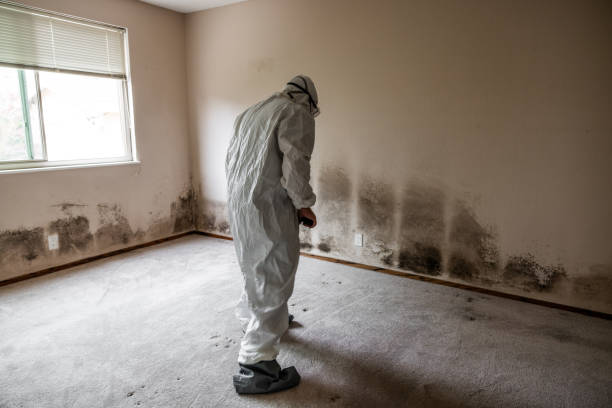 Best Post-Flood Mold Remediation in Algoma, WI