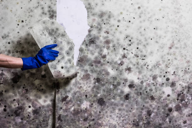 Professional Mold Remediation in Algoma, WI