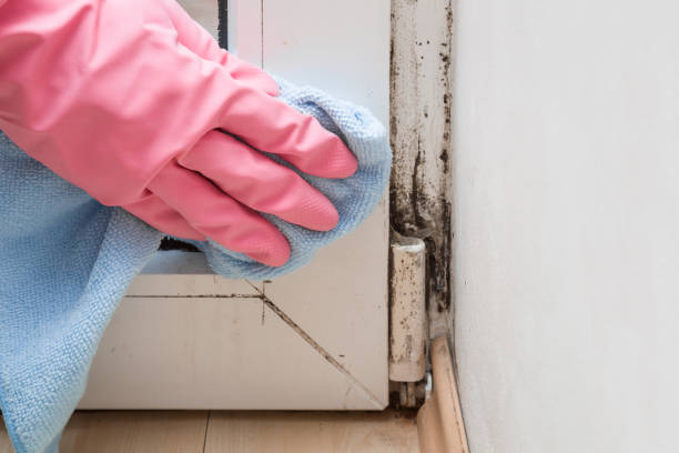 Best Insurance-Related Mold Remediation in Algoma, WI