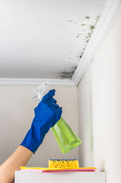 Best HVAC Mold Remediation in Algoma, WI